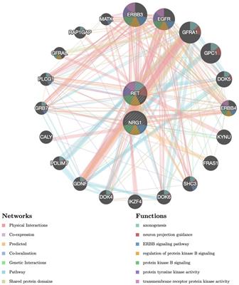 The interplay of common genetic variants NRG1 rs2439302 and RET rs2435357 increases the risk of developing Hirschsprung’s disease